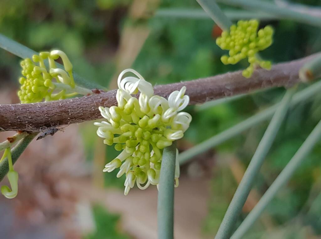 Needlewood (Hakea leucoptera), Alice Springs NT