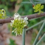 Needlewood (Hakea leucoptera), Alice Springs NT