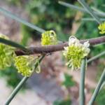 Needlewood (Hakea leucoptera), Alice Springs NT