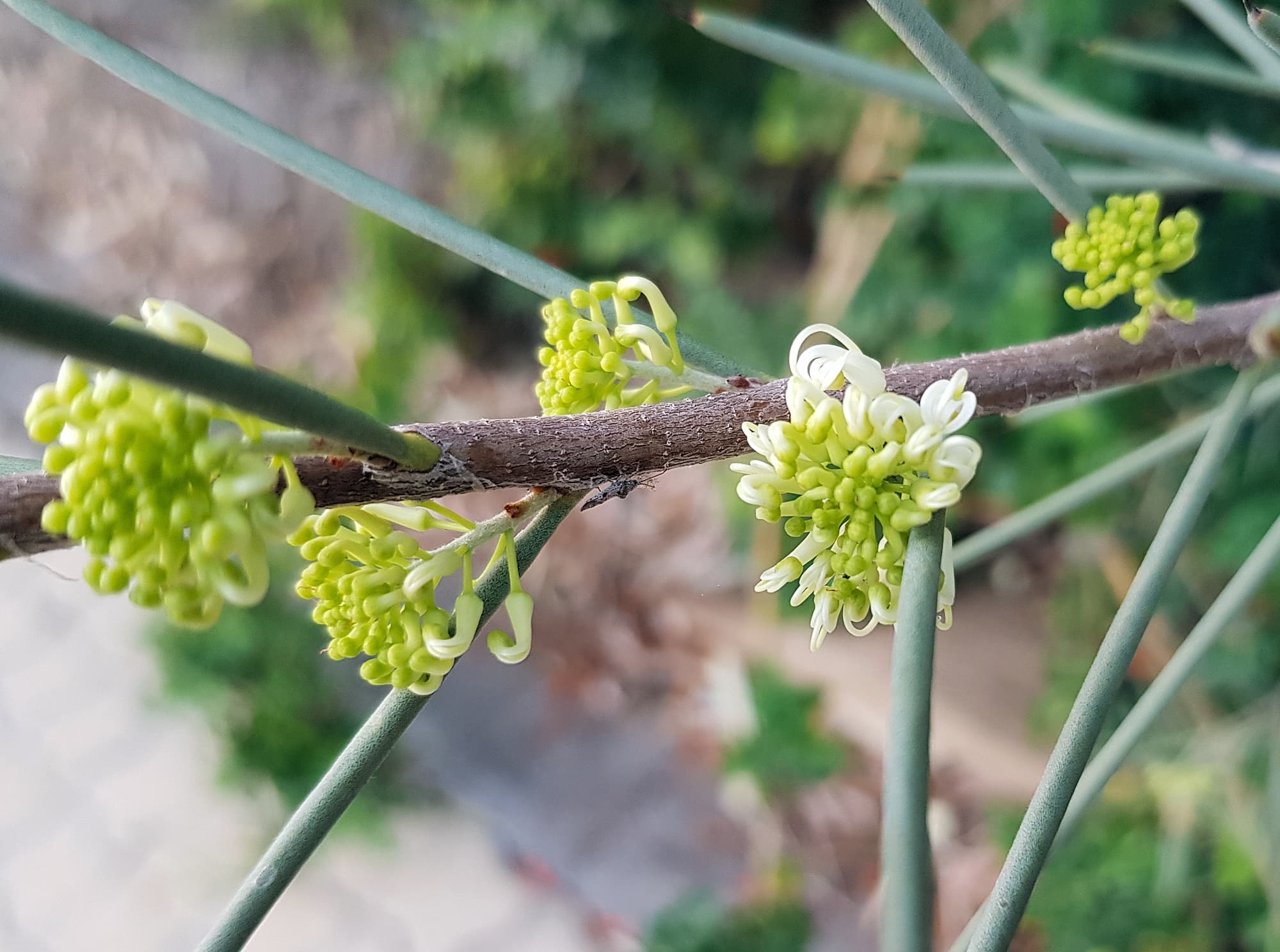 Needlewood (Hakea leucoptera), Alice Springs NT