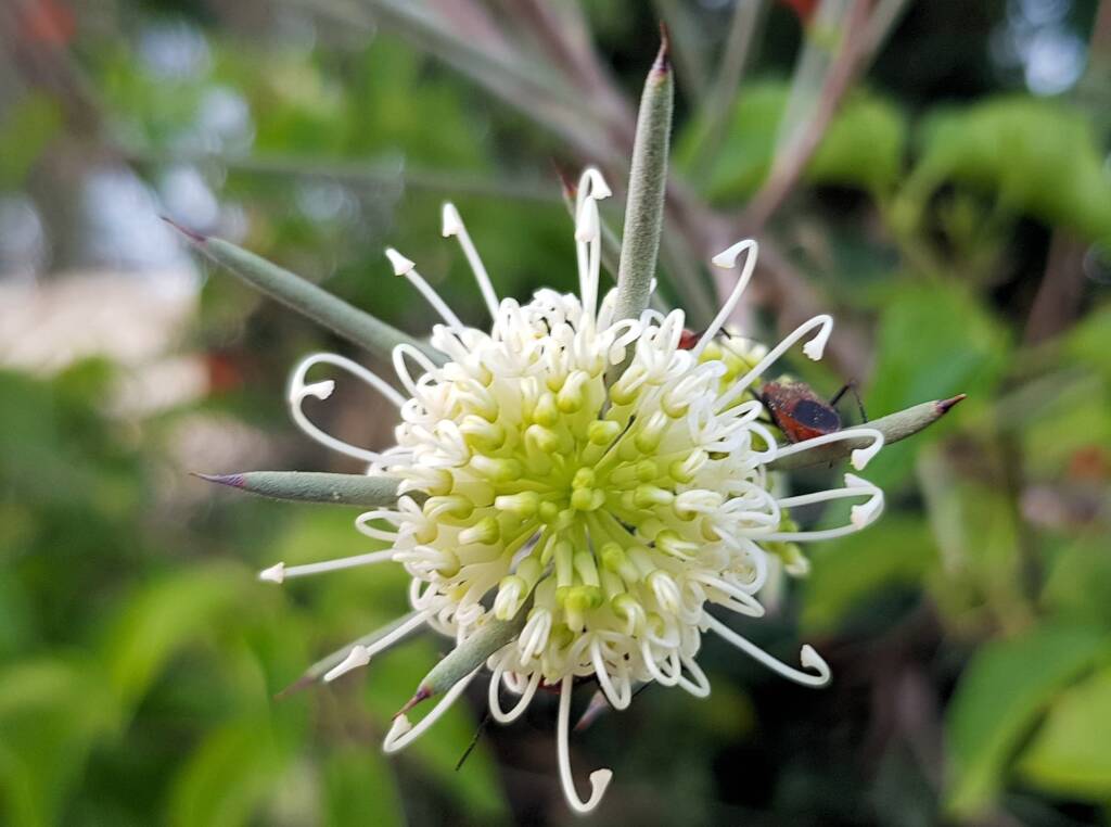 Needlewood (Hakea leucoptera), Alice Springs NT