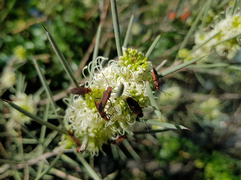 Needlewood (Hakea leucoptera) with Soapberry Bug (Leptocoris sp), Alice Springs NT