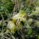 Needlewood (Hakea leucoptera) with Soapberry Bug (Leptocoris sp), Alice Springs NT