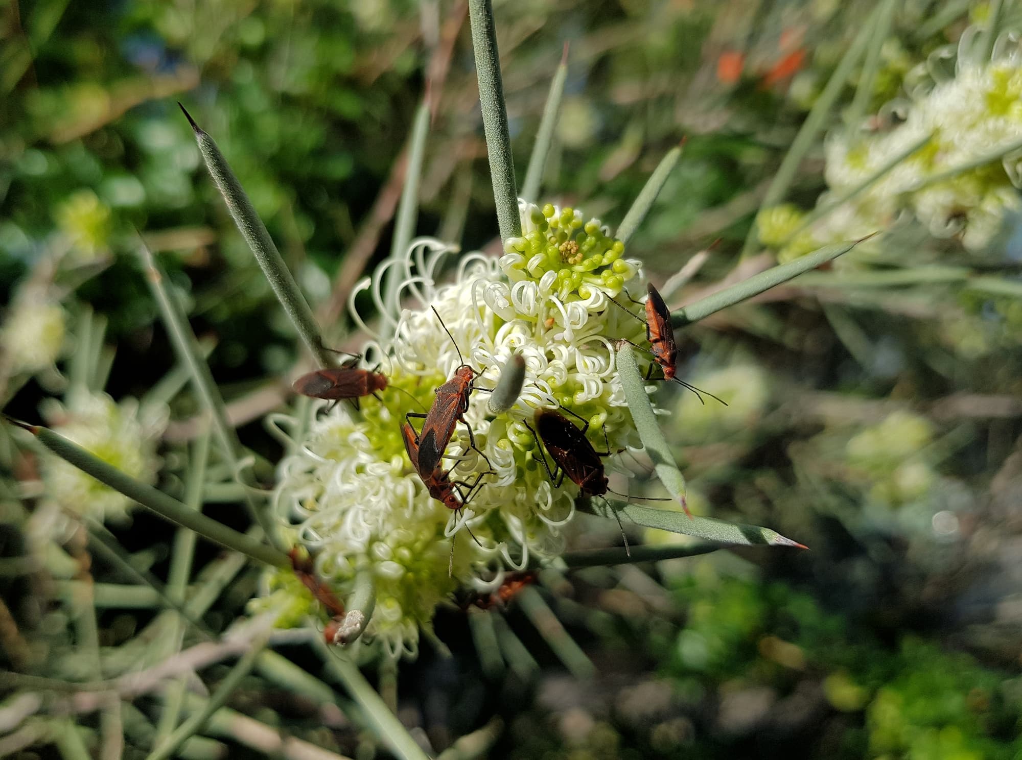Needlewood (Hakea leucoptera) with Soapberry Bug (Leptocoris sp), Alice Springs NT