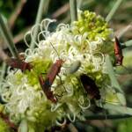 Needlewood (Hakea leucoptera) with Soapberry Bug (Leptocoris sp), Alice Springs NT