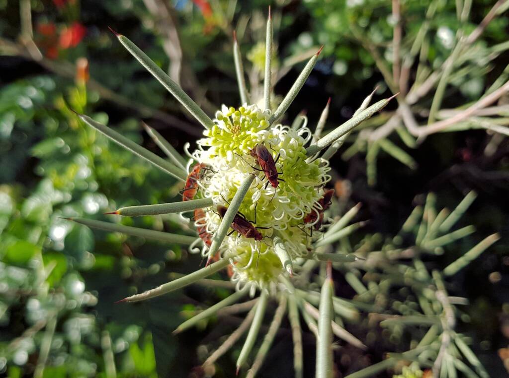 Needlewood (Hakea leucoptera) with Soapberry Bug (Leptocoris sp), Alice Springs NT