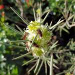 Needlewood (Hakea leucoptera) with Soapberry Bug (Leptocoris sp), Alice Springs NT