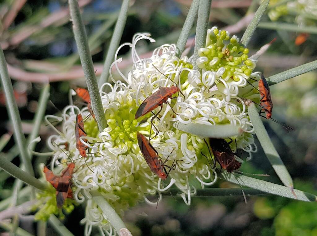 Needlewood (Hakea leucoptera) with Soapberry Bug (Leptocoris sp), Alice Springs NT