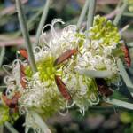 Needlewood (Hakea leucoptera) with Soapberry Bug (Leptocoris sp), Alice Springs NT