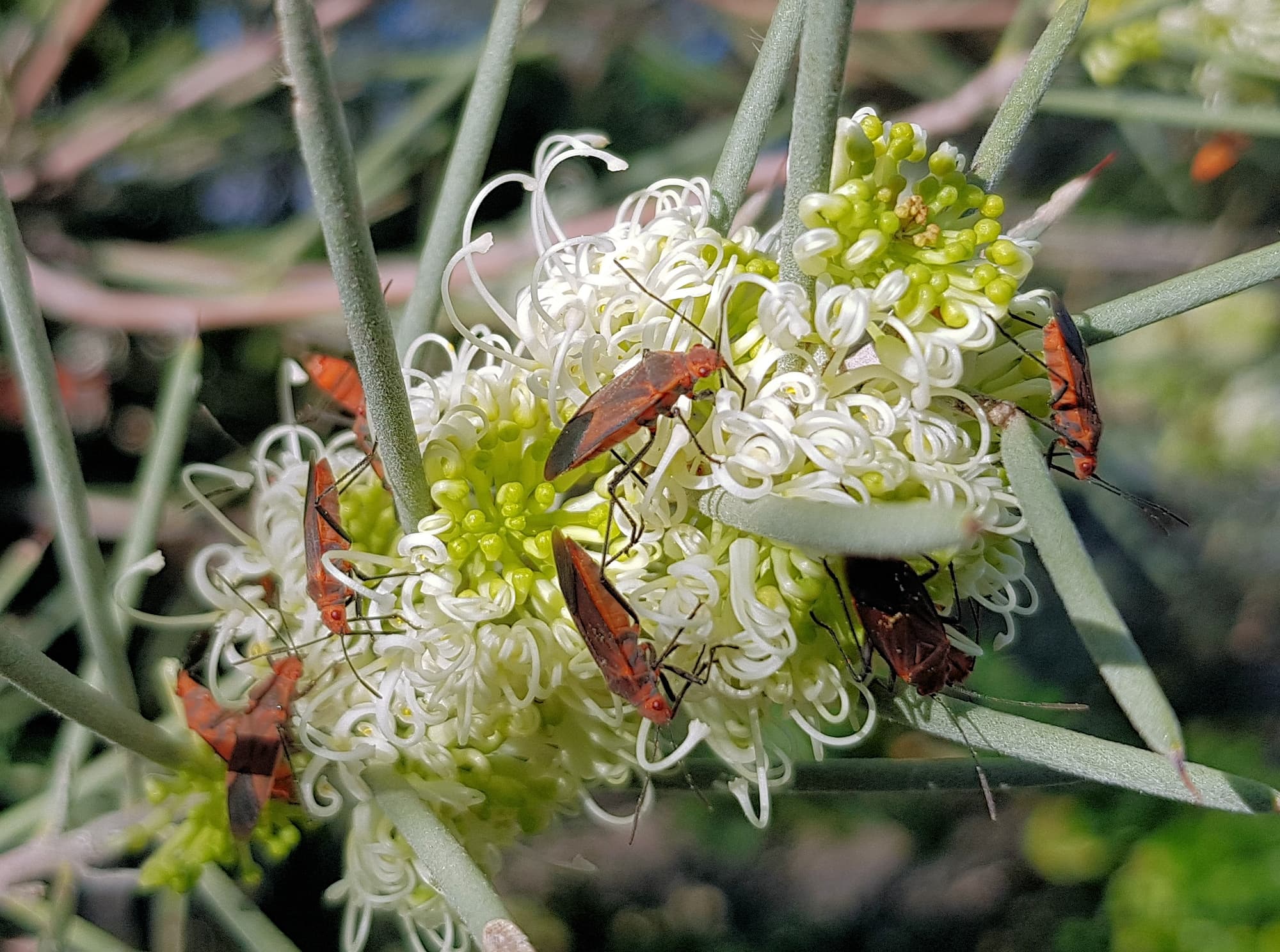 Needlewood (Hakea leucoptera) with Soapberry Bug (Leptocoris sp), Alice Springs NT