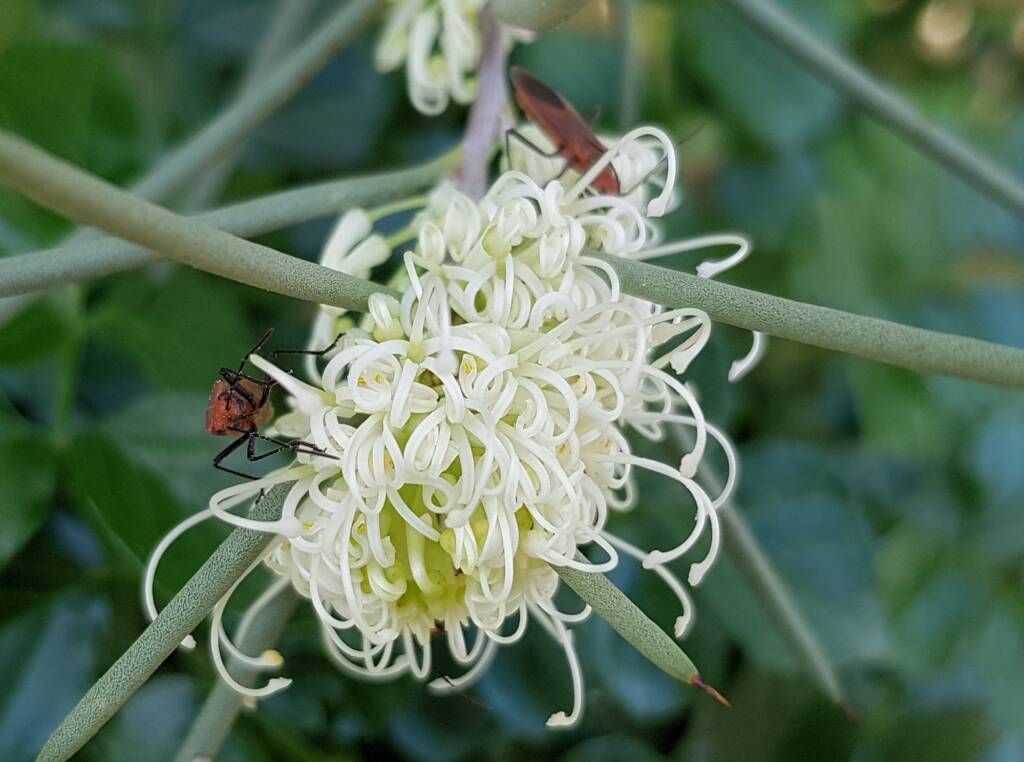 Needlewood (Hakea leucoptera) with Soapberry Bug (Leptocoris sp), Alice Springs NT