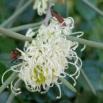 Needlewood (Hakea leucoptera) with Soapberry Bug (Leptocoris sp), Alice Springs NT