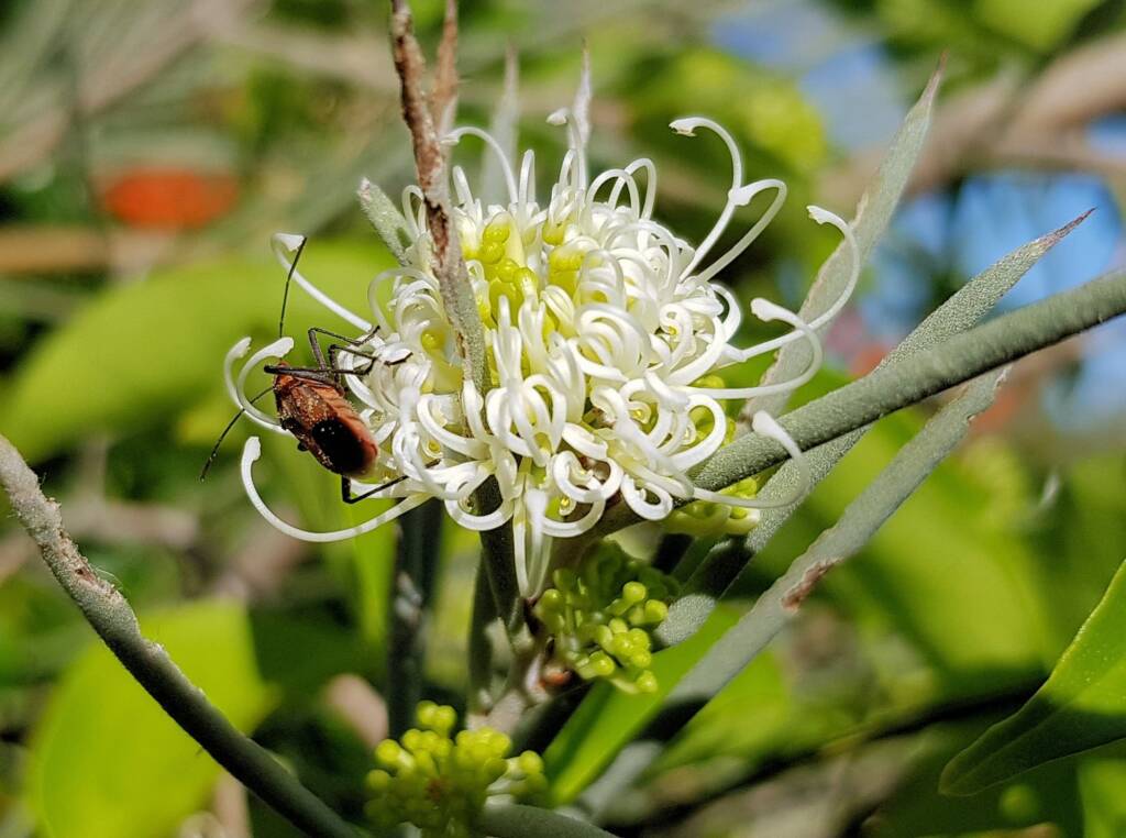 Needlewood (Hakea leucoptera) with Soapberry Bug (Leptocoris sp), Alice Springs NT