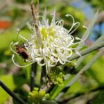 Needlewood (Hakea leucoptera) with Soapberry Bug (Leptocoris sp), Alice Springs NT