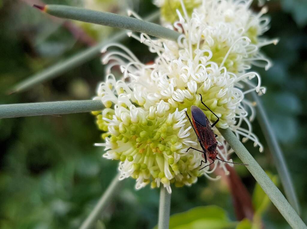 Needlewood (Hakea leucoptera) with Soapberry Bug (Leptocoris sp), Alice Springs NT