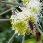 Needlewood (Hakea leucoptera) with Soapberry Bug (Leptocoris sp), Alice Springs NT