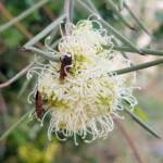 Needlewood (Hakea leucoptera) with Soapberry Bug (Leptocoris sp), Alice Springs NT