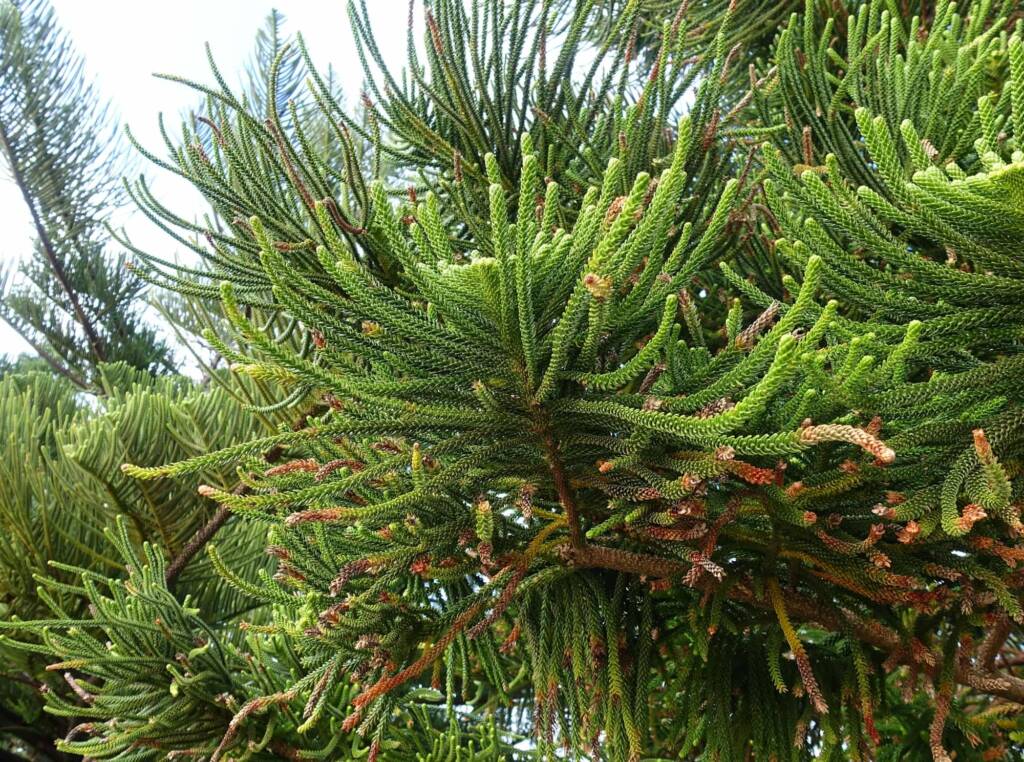 Norfolk Island Pine (Araucaria heterophylla), Northern Beaches NSW