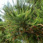 Norfolk Island Pine (Araucaria heterophylla), Northern Beaches NSW