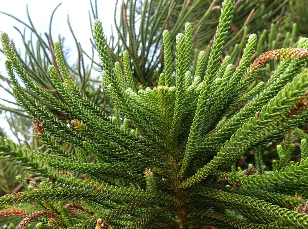Norfolk Island Pine (Araucaria heterophylla), Northern Beaches NSW