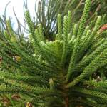 Norfolk Island Pine (Araucaria heterophylla), Northern Beaches NSW