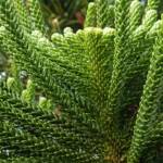 Norfolk Island Pine (Araucaria heterophylla), Northern Beaches NSW