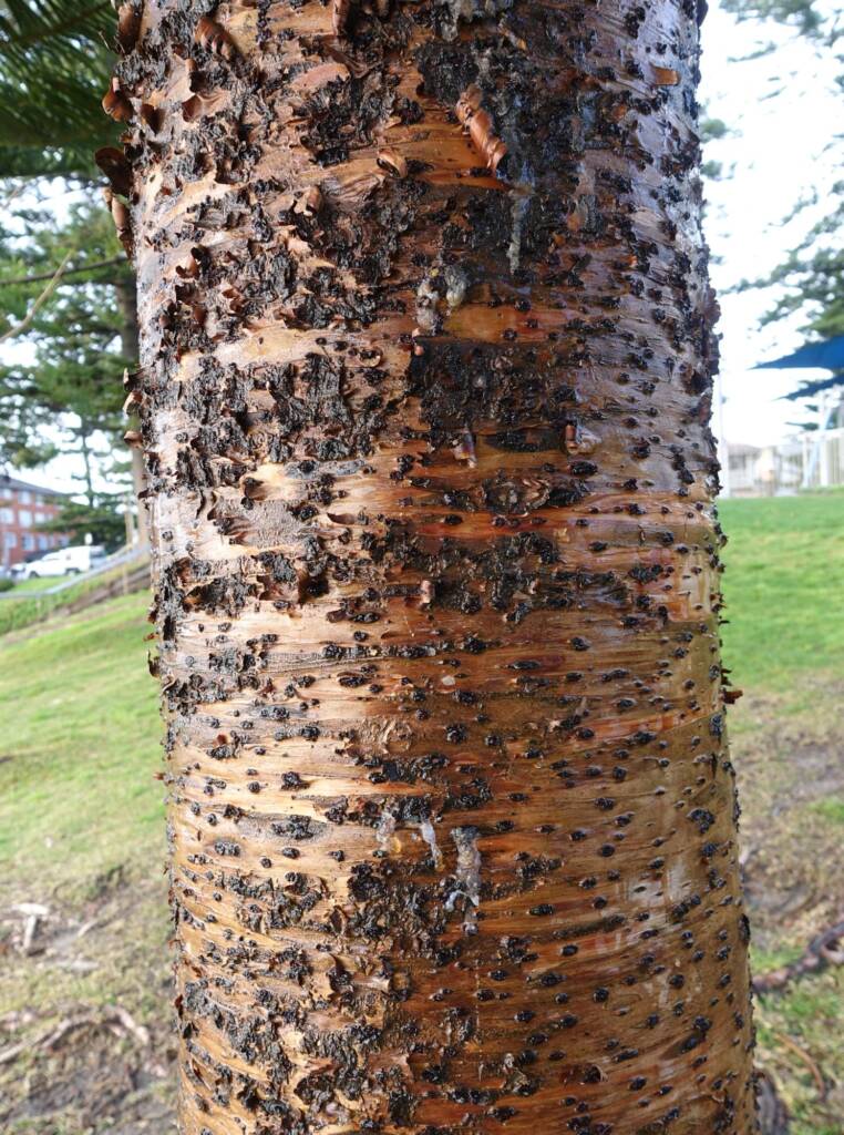 Norfolk Island Pine (Araucaria heterophylla), Northern Beaches NSW