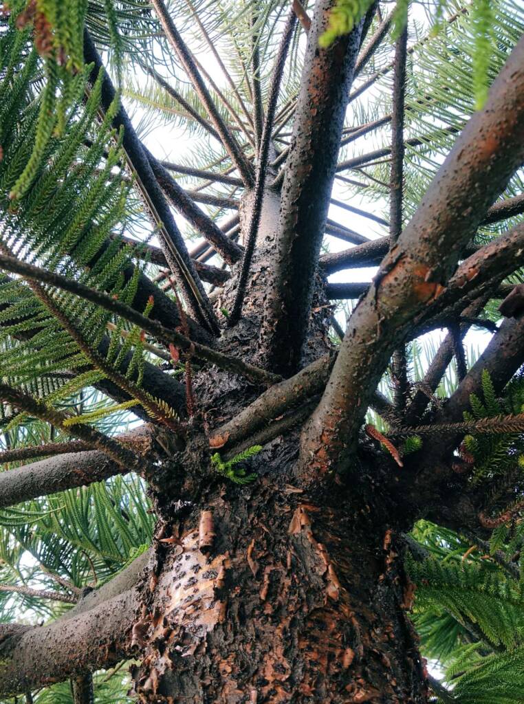 Norfolk Island Pine (Araucaria heterophylla), Northern Beaches NSW