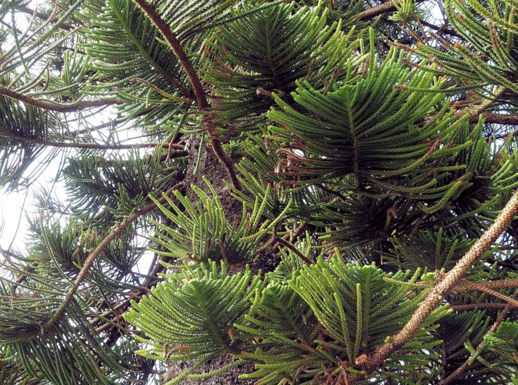 Norfolk Island Pine (Araucaria heterophylla), Northern Beaches NSW