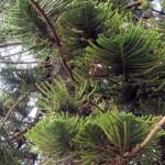 Norfolk Island Pine (Araucaria heterophylla), Northern Beaches NSW