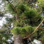 Norfolk Island Pine (Araucaria heterophylla), Northern Beaches NSW