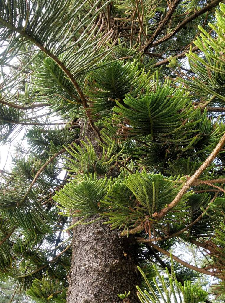 Norfolk Island Pine (Araucaria heterophylla), Northern Beaches NSW