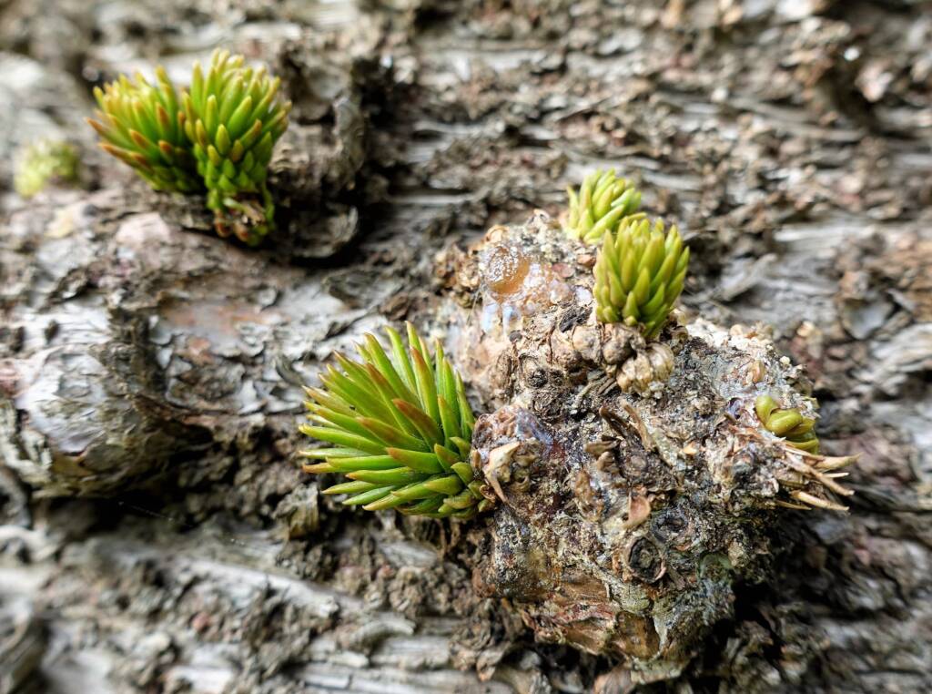 Norfolk Island Pine (Araucaria heterophylla), Northern Beaches NSW