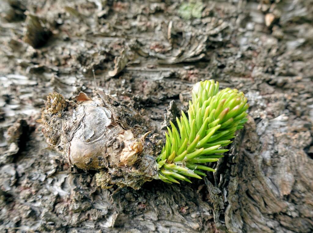 Norfolk Island Pine (Araucaria heterophylla), Northern Beaches NSW