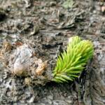 Norfolk Island Pine (Araucaria heterophylla), Northern Beaches NSW