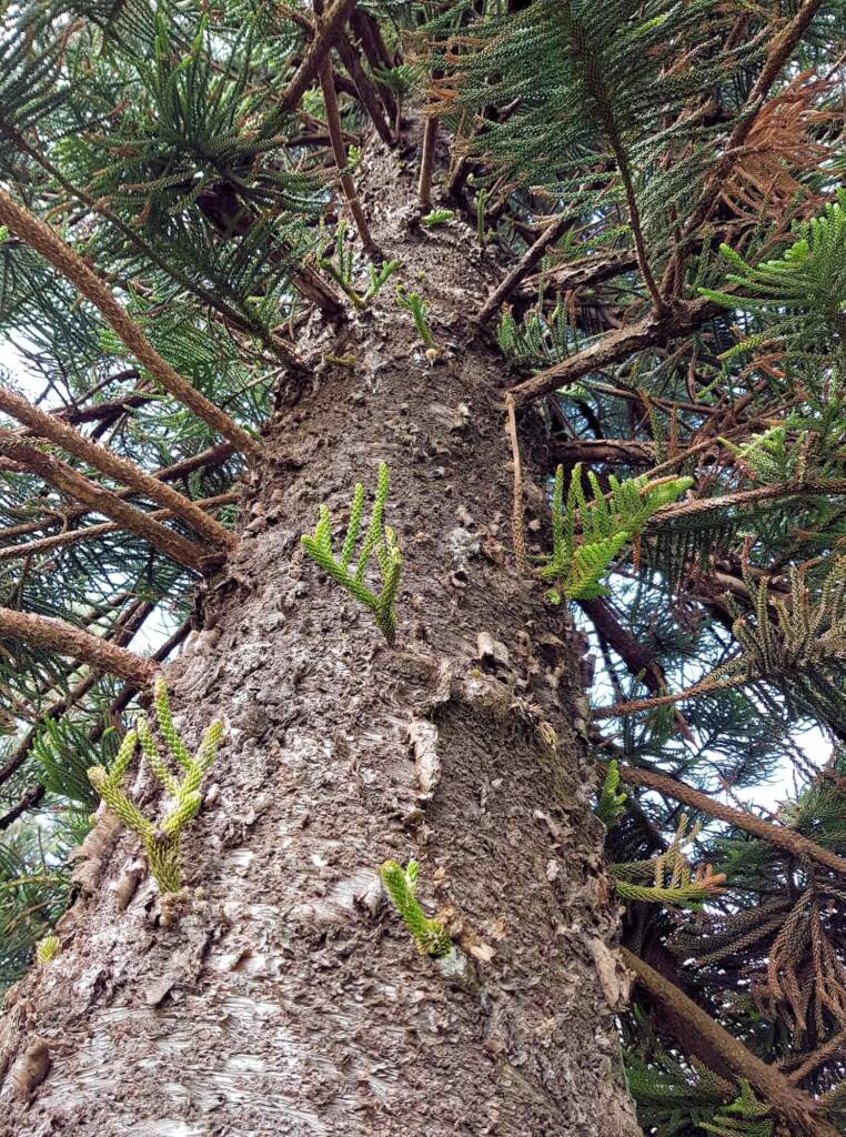 Norfolk Island Pine (Araucaria heterophylla), Northern Beaches NSW