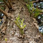 Norfolk Island Pine (Araucaria heterophylla), Northern Beaches NSW