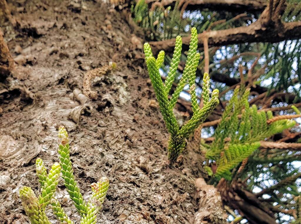 Norfolk Island Pine (Araucaria heterophylla), Northern Beaches NSW