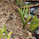 Norfolk Island Pine (Araucaria heterophylla), Northern Beaches NSW