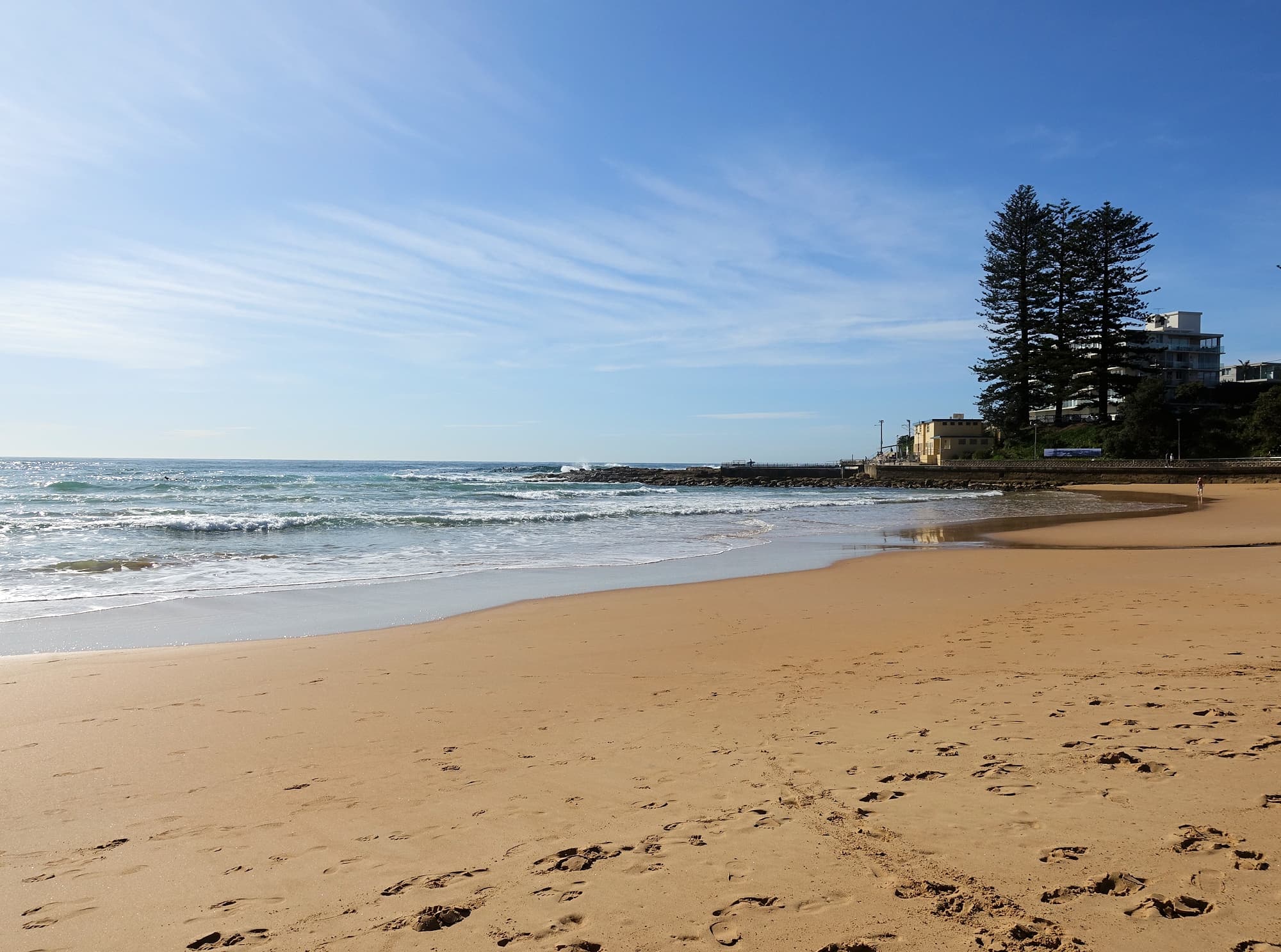 Norfolk Island Pine (Araucaria heterophylla), Dee Why Beach, Northern Beaches NSW