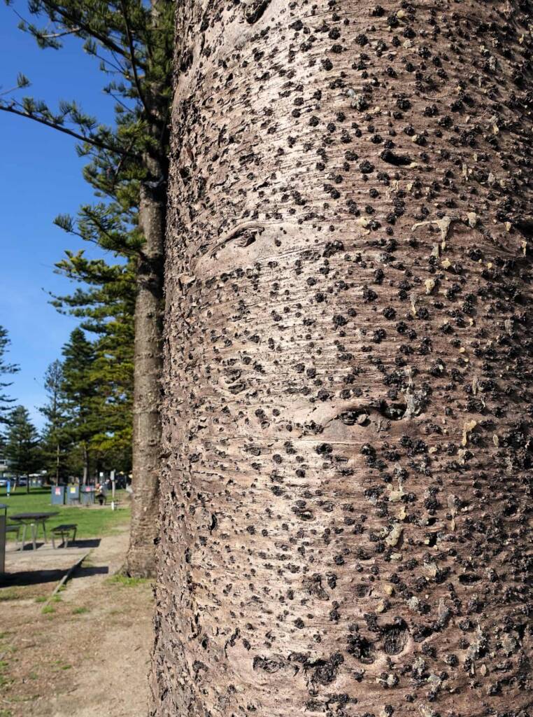 Norfolk Island Pine (Araucaria heterophylla), Dee Why Beach, Northern Beaches NSW