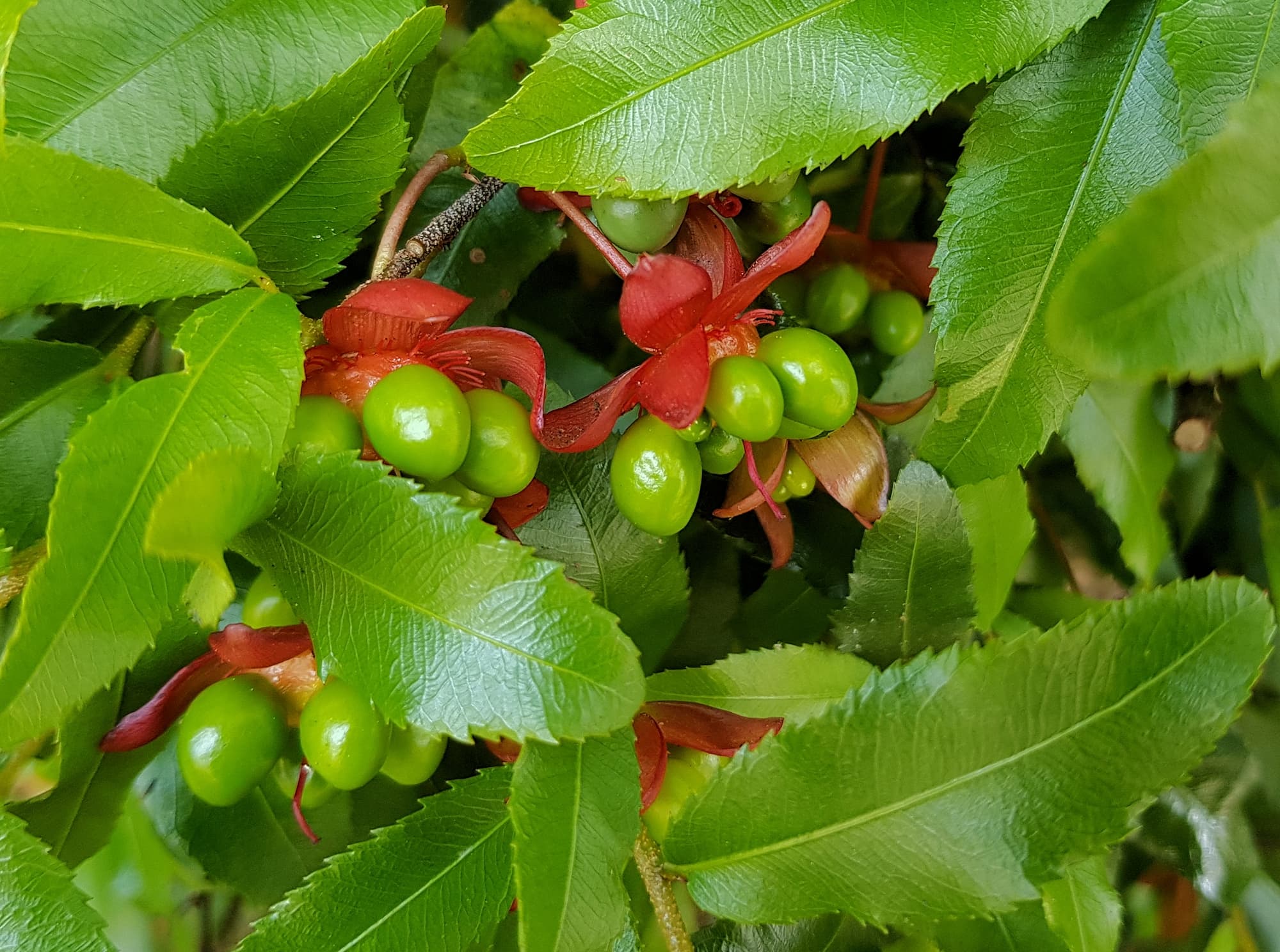 Ochna (Ochna serrulata), Dee Why, Northern Beaches NSW
