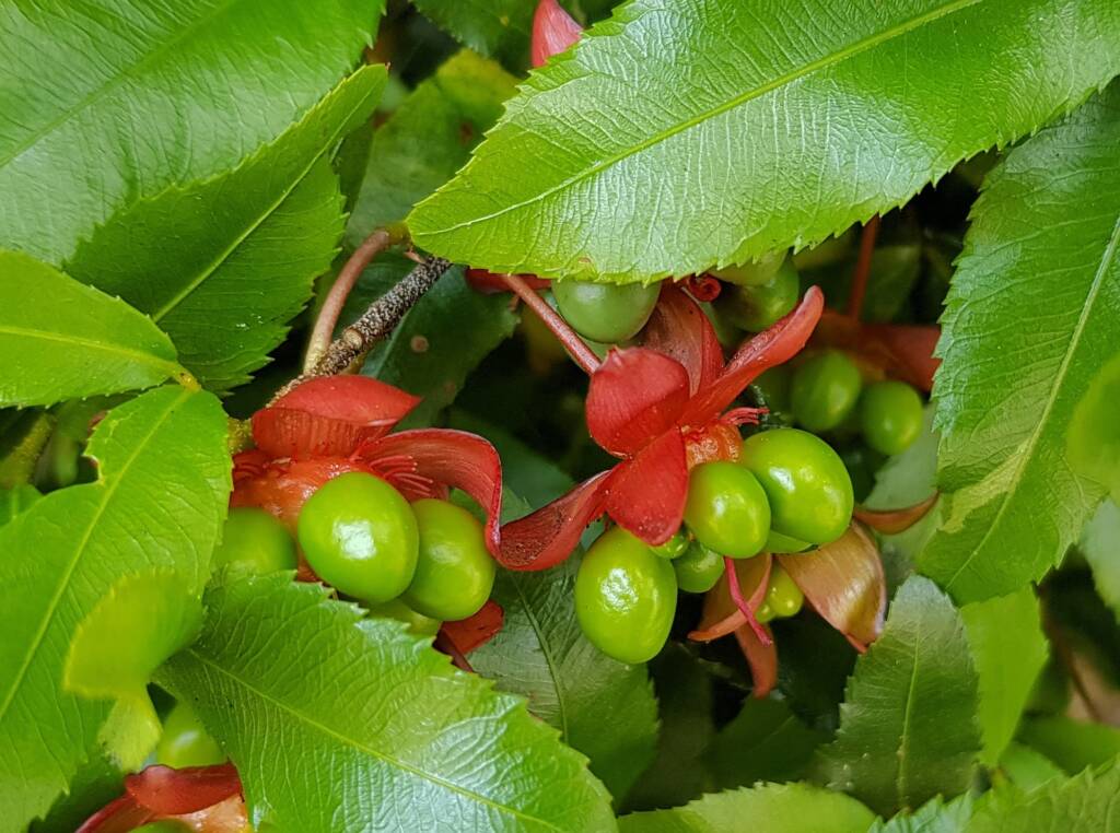 Ochna (Ochna serrulata), Dee Why, Northern Beaches NSW