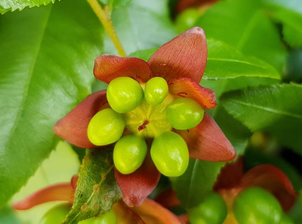 Ochna (Ochna serrulata), Dee Why, Northern Beaches NSW