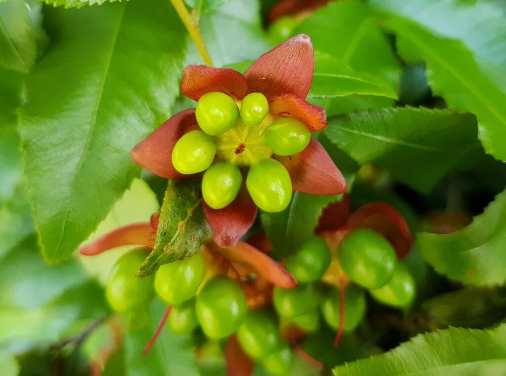 Ochna (Ochna serrulata), Dee Why, Northern Beaches NSW