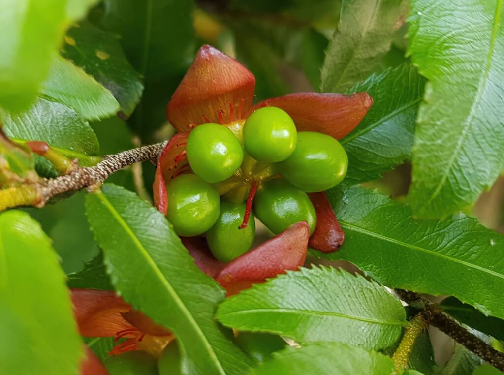 Ochna (Ochna serrulata), Dee Why, Northern Beaches NSW