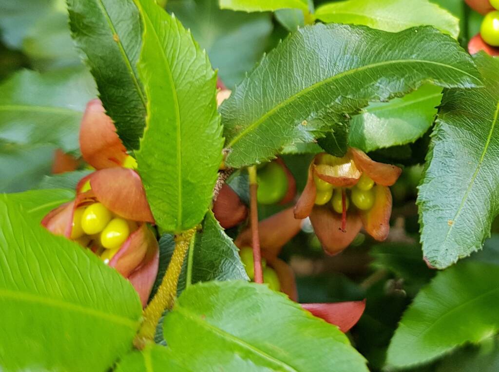 Ochna (Ochna serrulata), Dee Why, Northern Beaches NSW