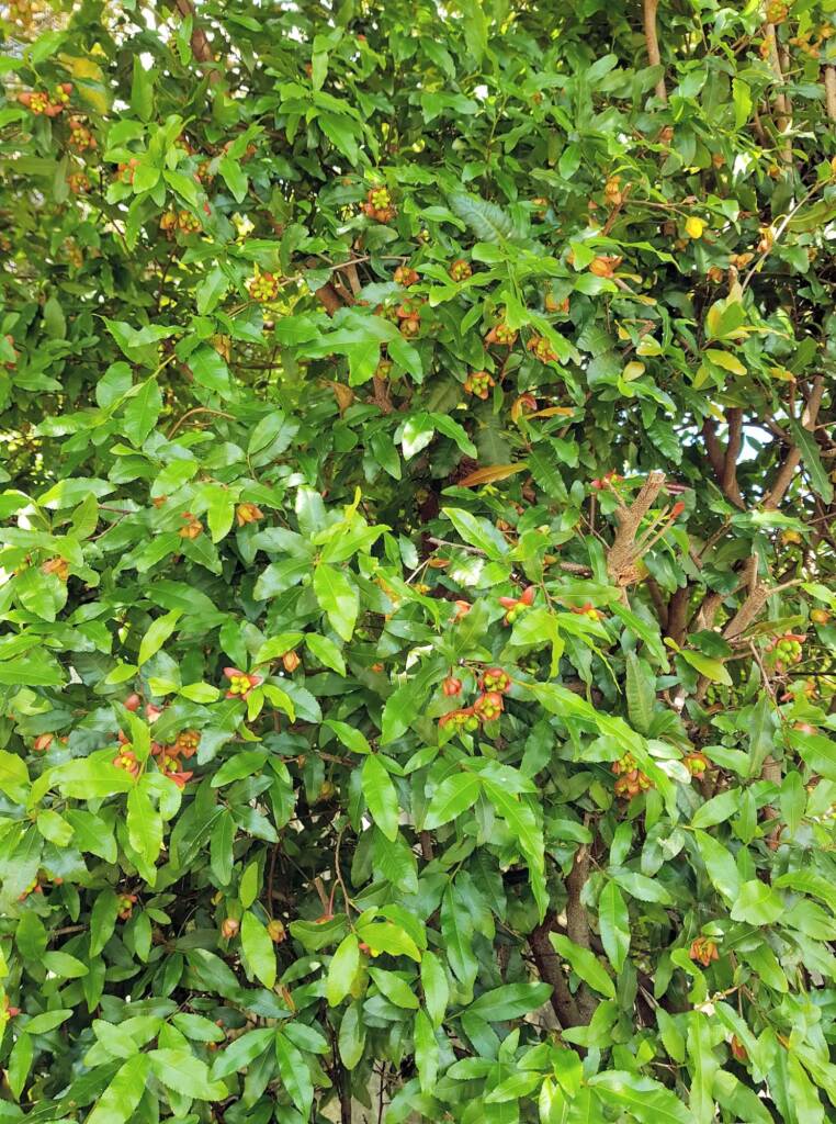 Ochna (Ochna serrulata), Dee Why, Northern Beaches NSW