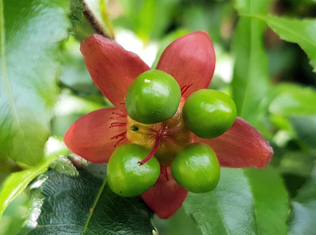 Ochna (Ochna serrulata), Dee Why, Northern Beaches NSW