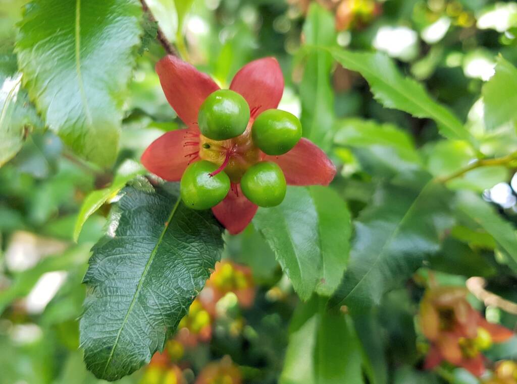 Ochna (Ochna serrulata), Dee Why, Northern Beaches NSW